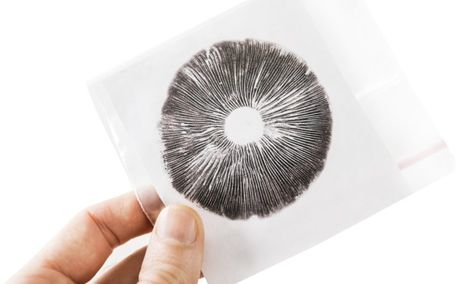 How to Make a Mushroom Spore Print Step by Step | GroCycle Mushroom Spore Print, Spore Prints, Spore Print, Puffball Mushroom, Yellow Flies, Mushroom Identification, Mushroom Species, Poisonous Mushrooms, Mushroom Varieties