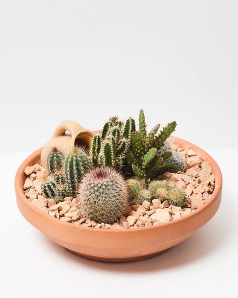 Cactus Bowl, Succulent Bowls, Terracotta Bowl, Indoor Cactus, Potted Houseplants, Dish Garden, Home Garden Plants, Succulent Gardening, Succulents Indoor