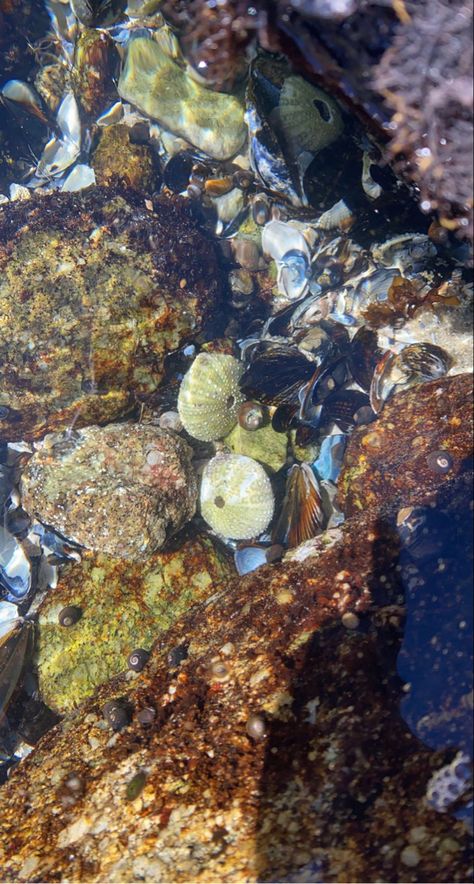 monterey california ocean life coast aesthetic Monterey California Aesthetic, Monterey Aesthetic, Pacific Ocean Aesthetic, Pacific Aesthetic, Coast Aesthetic, Landscape Reference, Painting Background, Monterey California, Pacific Grove