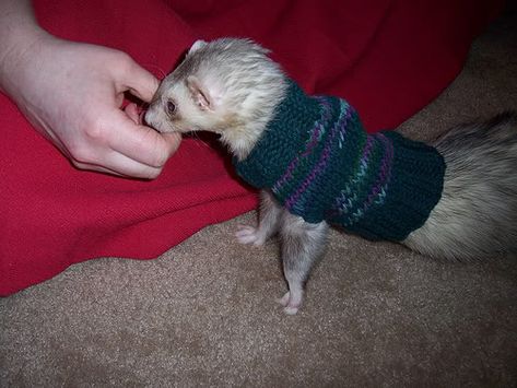 Ferret Sweater Tutorial « Fiber Alchemy @Kathy Mason @Savannah Mason  Wouldnt Fiona look adooorable in this?! Ferret Sweater, Ferret Diy, Ferret Clothes, Ferret Toys, Ferrets Care, Sweater Tutorial, A Ferret, Pet Ferret, Knit Dog Sweater