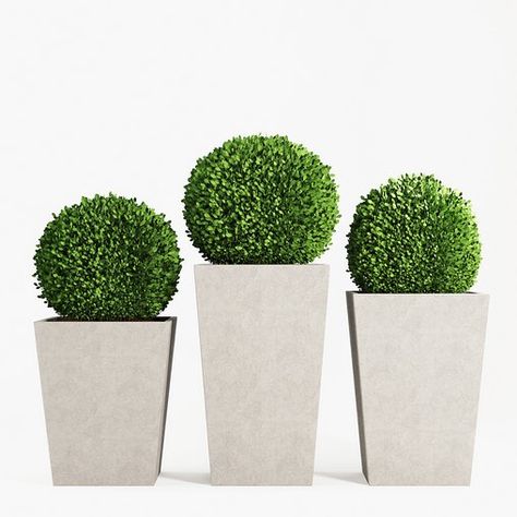 Boxwood topiary balls in tall planters Boxwood In Planter, Pom Pom Topiary, Cone Topiary, Boxwood Bush, Topiary Balls, Boxwood Tree, Bush Garden, Boxwood Topiary, Fan Palm