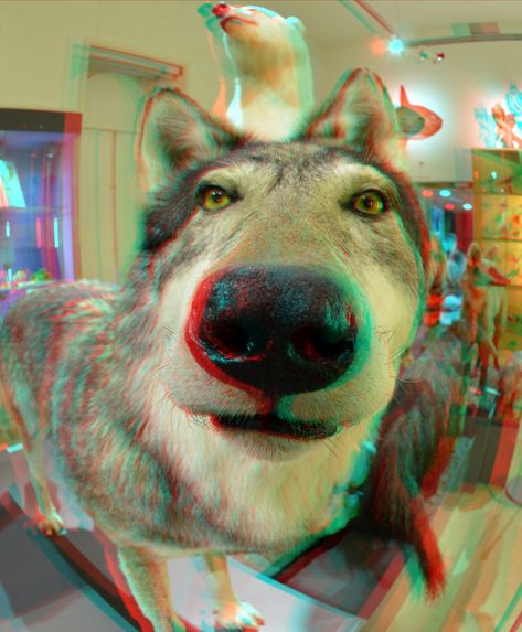 https://flic.kr/p/2nmTy2V | NHM-Rotterdam TTW 3D anaglyph | anaglyph red/cyan stereo D7000 cha-cha 10.5 Anaglyph Art, Anaglyph 3d, Magic Eye Pictures, Gcse Photography, 3d Anaglyph, 3d Photos, Eye Pictures, 3d Pictures, Magic Eyes