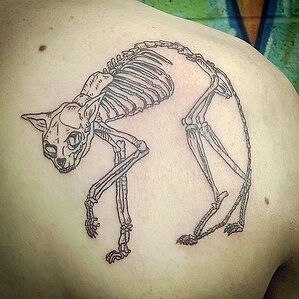 cat skeleton Cat Skull Tattoo Simple, Cat Bones Tattoo, Cat Jaw Bone Tattoo, Cat Skeleton Drawing, Skeleton Cat Tattoo, Cat Skeleton Tattoo, Animal Skeleton Tattoo, Skeletal Tattoo, Cats Skeleton