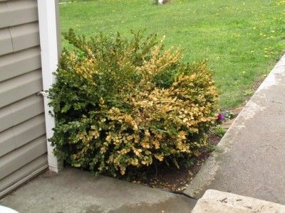 Boxwood Bush, Boxwood Landscaping, Boxwood Tree, Box Wood Shrub, Boxwood Garden, Boxwood Plant, Boxwood Hedge, Garden Fun, Garden Shrubs