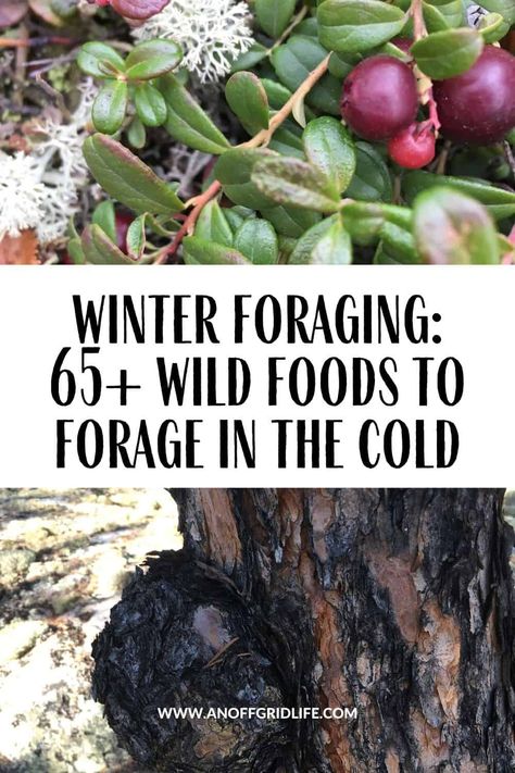 Winter Foraging, Italian Islands, Wild Asparagus, Foraging Guide, Wild Foraging, Wild Food Foraging, Foraging Recipes, Edible Wild Plants, Identify Plant