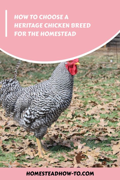 Choosing a heritage chicken breed can be a tough decision, but if you do your homework you’ll end up with a breed you love that meets your needs. Barred Rock Chickens, Heritage Chicken Breeds, Heritage Chickens, Meat Birds, Do Your Homework, Day Old Chicks, Modern Agriculture, The Homestead, Chicken Breeds