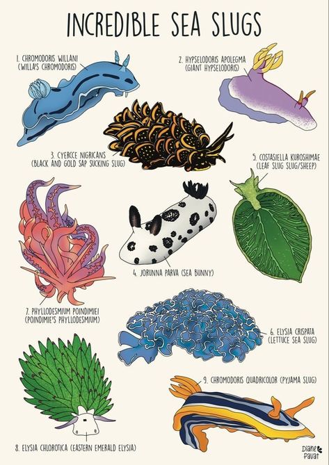 Sea Slugs Wallpaper, Sea Animal Facts, Sea Slug Drawing, Marine Biology Poster, Sea Slug Art, Sea Animals Art, Sea Bunnies, Sea Creature Art, Cool Sea Creatures