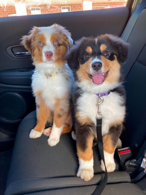 Australian Shepherd Chihuahua, Cute Medium Dogs, Golden Aussie Puppy, Mini Aussie Shepherd Full Grown, Cute Aussie Puppies, Toy Aussie Full Grown, Mini Aussie Full Grown, Aussie Retriever, Mini Australian Shepherd Full Grown