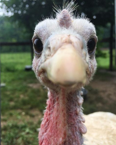 Turkey Animal Aesthetic, Pet Turkey House, Pet Turkey, Baby Turkey, Turkey Bird, Backyard Chicken Farming, Funny Turkey, Green Planet, Cute Chickens