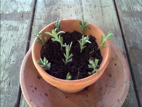 Lavender Cuttings, Propagate Lavender, Lavender Potted Plant, How To Propagate Lavender, Pallet Planters, Spanish Lavender, Urban Gardening Ideas, Lavender Plants, Flower Containers