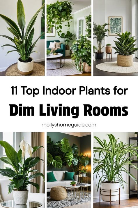 Enhance your living space with the best indoor plants for low-light environments. Discover hard-to-kill, low-maintenance houseplants perfect for beginners or those with dark corners in their home. Create a care-free indoor garden with plants that don't need sunlight, ideal for bathrooms without windows. From indoor succulents to cat-safe options, these low-effort plants are not only beautiful but also great decor pieces. Indoor Plants Decor Bathroom, Succulent Living Room Decor, Indoor Plants Beginners, Best Living Room Plants, House Plants That Dont Need Sunlight, Plant Area In Living Room, Medium Light Plants Indoor, Live Plants In Home Decor, Indoor Plant Design