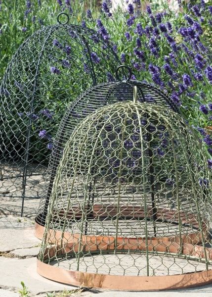 Garden Dome Trellis, Wire Garden Cloche, Vege Garden Ideas, Cloche Garden, Garden Cloches, Wire Cloche, Garden Cloche, A Barrier, Veg Garden