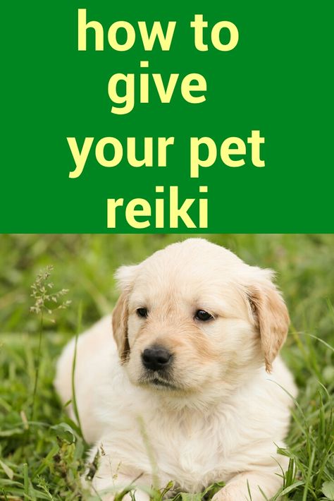 how to give your pet reiki #reiki #spiritual #spirituality #starseed #indigo #healing #crystals #aura #chakra Reiki For Dogs, Dog Reiki, Pet Healing, Empowered Empath, What Is Energy, Reiki Room, Reiki Energy Healing, Animal Reiki, Pranic Healing