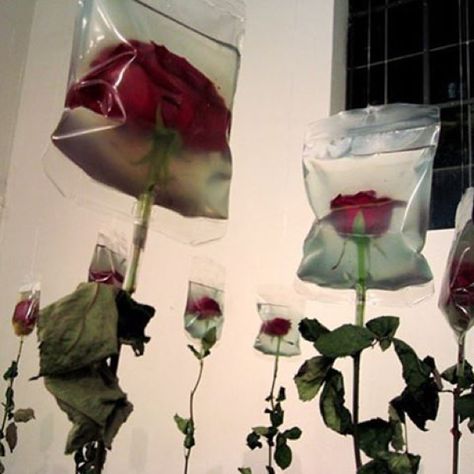 Art Installation by Korean Artist Min Jeong Seo. Composed of the dried roses and medical infusion bags, Seo's Rose blooms are kept alive with the aid of the bags. Era Victoria, Existential Question, Riot Grrrl, Korean Artist, Plastic Bags, Dark Aesthetic, Pretty Pictures, The Wall, Aesthetic Pictures