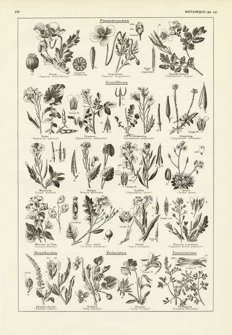 Dictionary Illustration, Encyclopedia Illustration, Herbal Tattoo, Antique Flowers, Agricultural Machinery, The Vineyard, Vintage Botanical Prints, Plant Drawing, Beneficial Insects