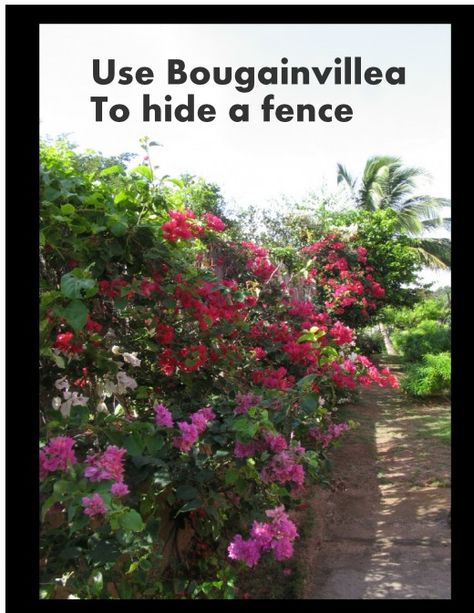 Use flowers to hide a fence Bougainvillea Fence Ideas, Cyclone Fence, Small Backyard Decks, Texas Landscape, Privacy Landscaping, Backyard Plants, Fencing & Gates, Spanish Style Homes, Decks Backyard