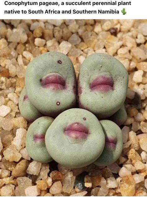 Mimicry Plant, Lithops Succulents, Bali Decor, Cactus Planta, Sloped Backyard, Weird Plants, Succulent Garden Diy, Succulent Gardening, Plant Ideas