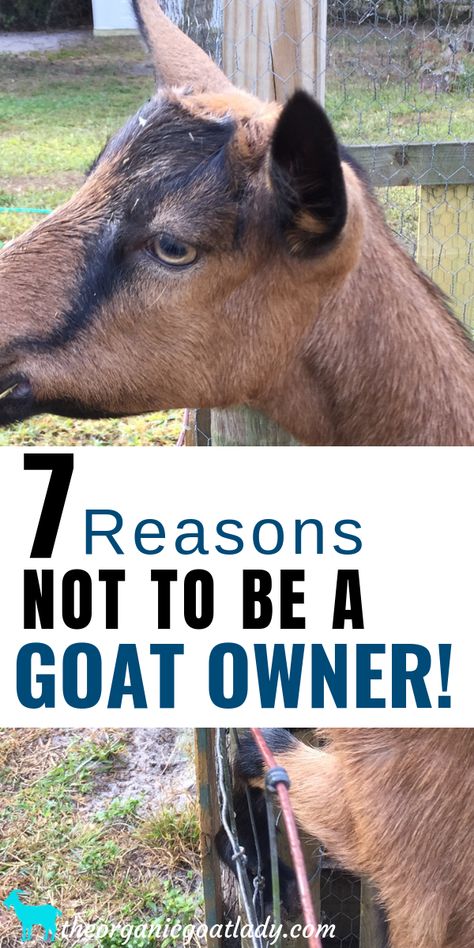 Goat Area Ideas, Goat Symbolism, Goat Enclosure Ideas, Goats For Beginners, Textile Animals, Keeping Goats, Goat Health, Urban Chicken Farming, Duck Farm