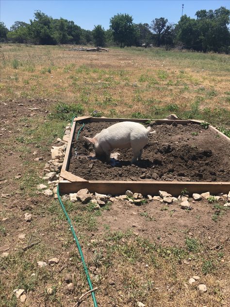 Homemade pig wallow!! Pig Wallow Ideas, Potbelly Pig Pen Ideas, Pig Pen Ideas Diy, Pig Pen Ideas, Mini Potbelly Pigs, Pig Houses, Mini Pig Care, Potbelly Pigs, Raising Livestock