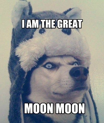 Guess who just discovered Moon Moon... Thank you internet. Moon Moon Memes, Husky Humor, Australian Shepherd Husky, Husky Funny, Dog Quotes Funny, Moon Moon, A Husky, Laugh Out Loud, Memes Humor