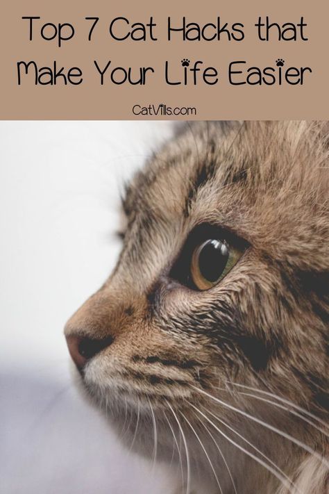 Cat Owner Hacks, Kitten Hacks, Cat Training Tricks, Cat Knowledge, Cats Tips, Kitten Training, Samwise Gamgee, Cat Advice, Tom Cat