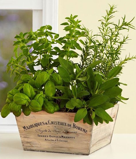 Herb COntainers  | Container and Herb Garden Ideas for Small Spaces Diy Container Gardening, Container Herb Garden, Herb Garden In Kitchen, Herb Containers, Diy Herb Garden, Indoor Herb Garden, Herbs Indoors, Garden Containers, Backyard Garden Design