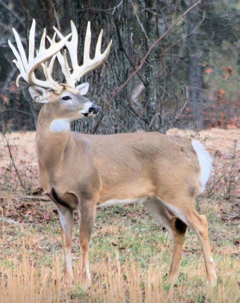 Huge racked buck Whitetail Deer Photography, Big Whitetail Bucks, Whitetail Deer Pictures, Deer With Antlers, Whitetail Hunting, Deer Photography, Whitetail Deer Hunting, Big Buck, Big Deer