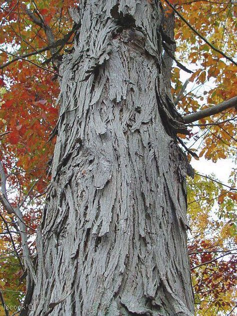 Carya ovata, the Shagbark Hickory, is a common hickory in the eastern United States and southeast Canada. It is a large deciduous tree, growing up to 27 m tall, and will live up to 200 years. Mature Shagbarks are easy to recognize because, as their name implies, they have shaggy bark. This characteristic is however only found on mature trees; young specimens have smooth bark. Shagbark Hickory Tree, Tree Types, Hickory Tree, About Trees, Tree Autumn, Tree Id, Hunting Game, Tree Identification, Forest Pattern