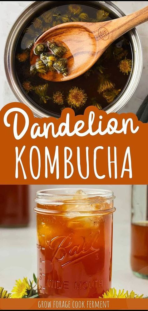 Master the art of dandelion kombucha second ferment, an innovative twist on traditional kombucha that celebrates Edible Wild Flowers. This recipe enhances your kombucha with the detoxifying properties and subtle taste of dandelions, offering a bubbly, healthful drink that's perfect for spring. Discover more homemade kombucha & kombucha flavors recipes, edible flowers recipes, and probiotic drinks for gut health at growforagecookferment.com. Drinks For Gut Health, Kombucha Flavors Recipes, Best Kombucha, Flowers Recipes, Kombucha Flavors, Mead Recipe, Alcohol Beverages, Edible Flowers Recipes, Kombucha Recipe