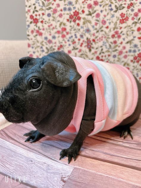 Guinea pig clothes. Rainbow pattern pink shirt. Made in Japan. Handmade. Stretchy fabric. Chest approx.9.843 in Please keep an eye on pets. Please note that we do not take any responsibility or liability for any damage or loss caused through our service. Body weight 2.2 lbs or less of the guinea pig. Hand wash only. Please do not use the dryer. Guine Pig, Pig Clothes, Guinea Pig Clothes, Pig Shirt, Pig Shirts, Pet Guinea Pigs, Kitty Items, Clothes Shirt, Cute Guinea Pigs