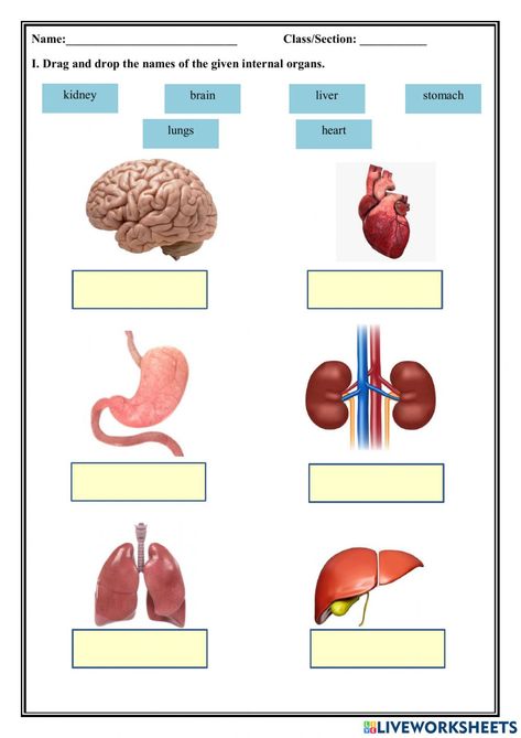 Internal And External Organs Worksheet, The Human Body Worksheets, Internal Body Parts For Kids, Internal Organs Worksheet, Body Worksheet, Body Parts For Kids, Classroom Behavior Chart, Human Body Worksheets, Free Printable Valentines Cards