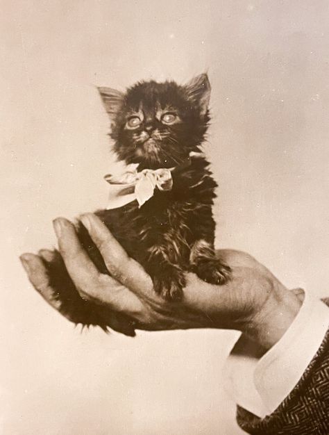 Cats of Yore on X Funny Vintage Photos, Tiny Horses, Creepy Vintage, Cats Photography, Strange Photos, Old Cats, Cat Photography, Amazing Animals, Black And White Portraits