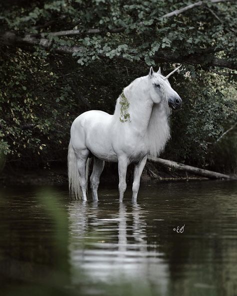 equine photography | They Do Exist by Emmy Eriksson Unicorn Day, Unicornios Wallpaper, Unicorn And Fairies, Unicorn Photos, Real Unicorn, Unicorn Pictures, Fantasy Horses, Unicorns And Mermaids, Unicorn Horse