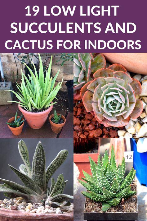 19 Low Light Succulents and Cactus for Indoors. Succulents For Indoors, Growing Succulents Indoors, Growing Cactus Indoors, Low Light Terrarium Ideas, Best Succulents For Indoors, House Plants For Low Light, Very Low Light House Plants, Shade Succulents Outdoor, Low Light Succulents Indoor