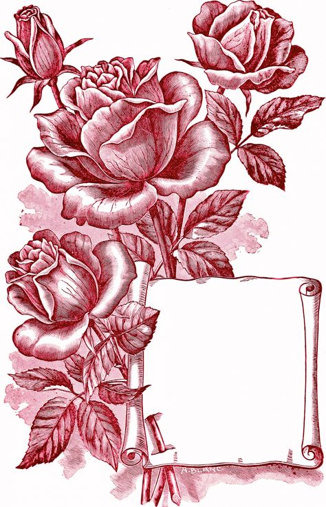 Roses Vintage Illustration Journals Ideas, Flower Catalog, Rose Sketch, Vintage Png, Rose Illustration, Roses Vintage, Rose Images, Roses Drawing, Art Drawings Sketches Creative