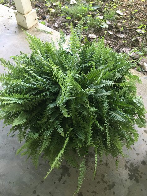 How To Bring A Fern Back To Life, How To Keep Ferns Green, Fake Ferns On Front Porch, Epsom Salt For Plants, Water Ferns, Fern Care, Fern Plants, Potted Ferns, Ferns Care