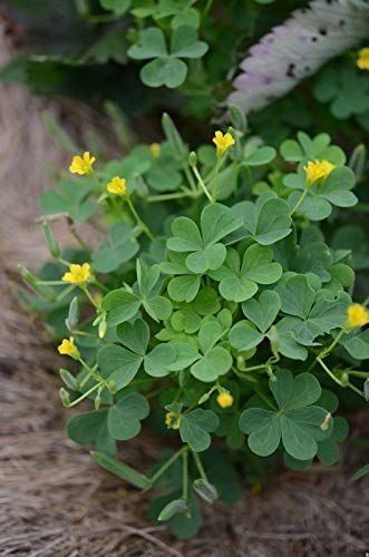 PRICES MAY VARY. 200pcs Four Leaf Clover Plant Seeds tree seed seeds for planting Unit Type: 200pcs Package Weight: 0.010kg (0.02lb.) Package Size: 10cm x 10cm x 1cm (3.94in x 3.94in x 0.39in) Product Type: Bonsai Use: Outdoor Plants Cultivating Difficulty Degree: Very Easy Classification: Novel Plant Full-bloom Period: Winter Type: Foliage Plants Flowerpot: Excluded Location: Building Roof Function: Radiation Protection Size: Large Applicable Constellation: Leo Variety: Four Leaf Clover Climate Clover Plant, 3 Leaf Clover, Green Patio, Clover Seed, Plants Unit, Pipe Cleaner Crafts, Building Roof, Plant Seeds, Radiation Protection