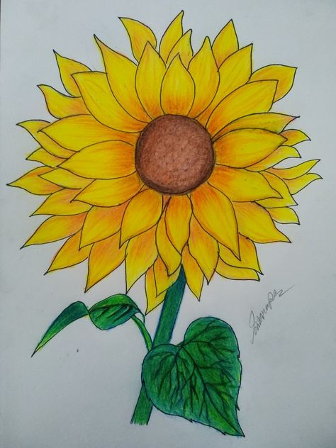 Colour pencils artwork Pencil Colour Drawing Flower, Pencil Colours Art Drawings, Flower Rocks, Drawing Natural, Sunflower Sketches, Classroom Christmas Decorations, Boho Art Drawings, Classroom Christmas, Sunflower Colors