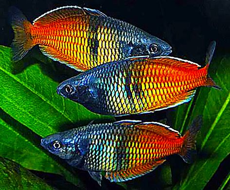 Rainbowfish (Melanotaeniidae) #Rainbowfish #Melanotaeniidae #PlantedTank #Aquascape #FreshwaterFish #Fish #Aquascaping #Aquarium #FreshWaterTank  #FishTank Ikan Air Tawar, Tropical Freshwater Fish, Discus Fish, Tropical Aquarium, Freshwater Aquarium Fish, Fish For Sale, Home Aquarium, Rainbow Fish, Underwater Creatures