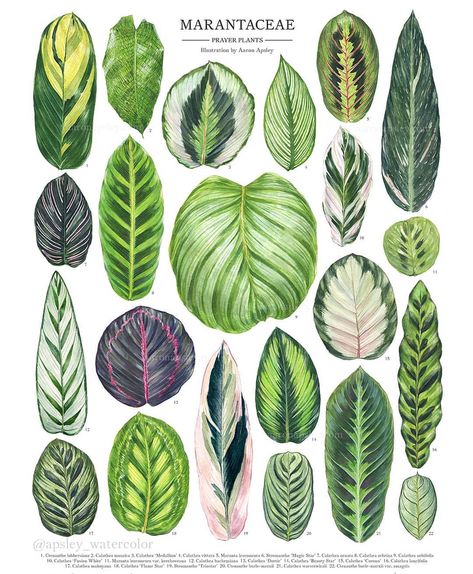 My full Marantaceae illustration featuring species and hybrids of Calathea, Maranta, Stromanthe, and Ctenanthe. This is just a sampling of… Jewel Alocasia, Alocasia Varieties, Plant Leaf Identification, Calathea Roseopicta, Calathea Plant, Prayer Plant, Illustration Botanique, Plant Identification, Plant Illustration