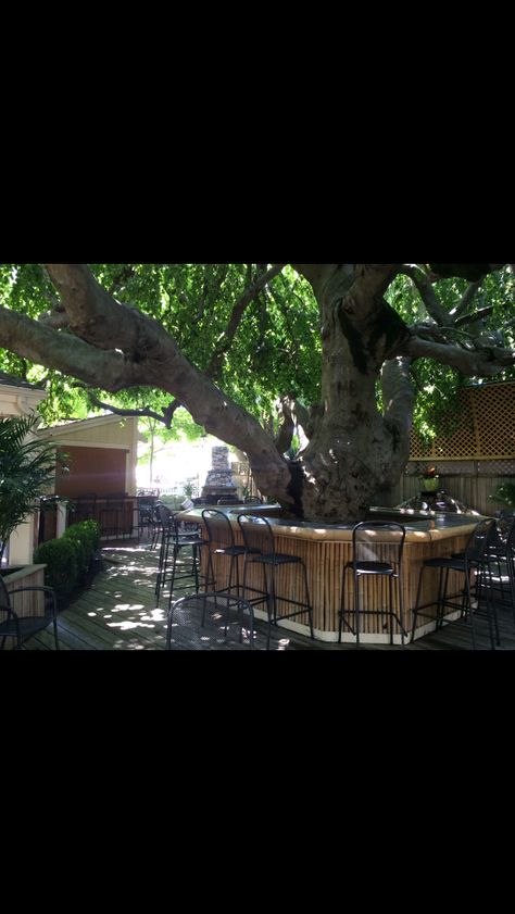 The Beach Tree Bar - Hyannis, Cape Cod Outdoor Bar Around Tree, Bar Around Tree, Hyannis Cape Cod, Treehouse Design, Farmhouse Yard, Tree Bar, Tree Deck, Beach Tree, Deck Bar