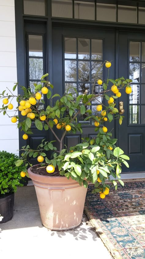 Citrus Trees Indoors, Lemon Tree In Backyard, Home Garden Aesthetic, Tattoo Plant, التصميم الخارجي للمنزل, Plants Decor, Home Vegetable Garden, Vegetable Garden Design, Lemon Tree