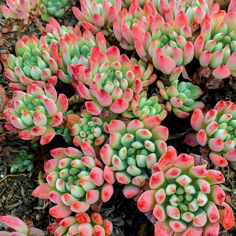 20 Colorful Succulent Garden Designs To Brighten Up Your Outdoor Space Succulent Garden Landscape, Outside Area, Succulent Garden Design, Colorful Succulents, Dappled Light, Succulent Gardening, Succulents In Containers, Shade Cloth, Succulent Care