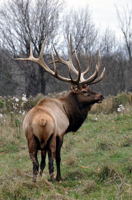 Elk Reference Photo, Elk Art, Elk Pictures, Big Deer, Bull Elk, Deer Family, Elk Hunting, Mule Deer, Manx