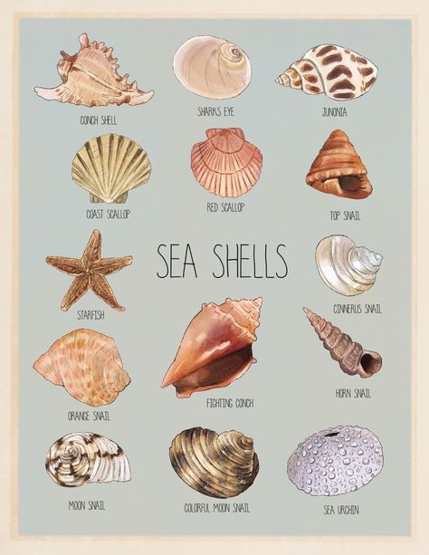 Sea Shells Poster, Different Types Of Shells, Beach Posters Aesthetic, Conchas Aesthetic, Frame Seashells, Sea Shell Aesthetic, Types Of Sea Shells, Shells Aesthetics, Types Of Seashells