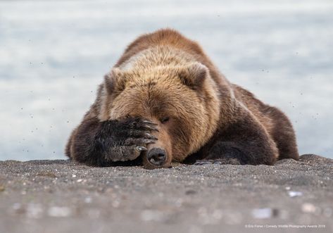 Wildlife Photography National Geographic, Wildlife Photography Tips, Comedy Wildlife Photography, Photography Essentials, Photo Animaliere, Jones Beach, Funny Animal Photos, Photo Awards, Wildlife Photos