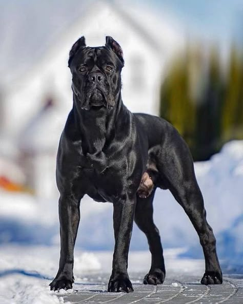 King Corso Dog, Black Cane Corso, Chien Cane Corso, Anjing Bulldog, Cane Corso Italian Mastiff, Guard Dog Breeds, Cane Corso Mastiff, Cane Corso Puppies, Big Dog Breeds