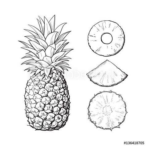 Stock Image: Whole pineapple and three types of slices - round peeled, unpeeled, wedge, sketch style vector illustration isolated on white background. Realistic hand drawing of whole and sliced pineapple Pineapple Sketch, Realistic Hand Drawing, Sliced Pineapple, Pineapple Drawing, Pineapple Vector, Pineapple Tattoo, Pineapple Images, Sketch Style, Vector Sketch