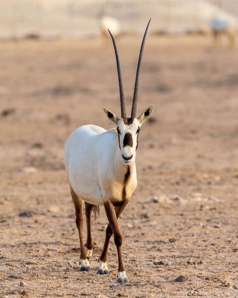 Arabian Oryx: Is It Currently Endangered? 1 Arabian Oryx, Long Horns, Flying Squirrel, Endangered Animals, All About Animals, Photography Love, Wildlife Conservation, Hyena, Wildlife Animals