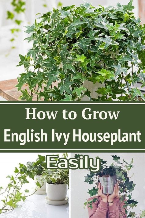 English Ivy Houseplant, English Ivy Outdoor Pots, English Ivy Care, English Ivy Indoor, Potted Ivy, Ivy Houseplant, Indoor Ivy, Ivy Plant Indoor, Colorado Flowers